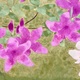 山口華楊 皐月 11