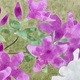 山口華楊 皐月 12