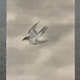 横山大観 月・杜鵑 4
