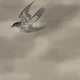 横山大観 月・杜鵑 9