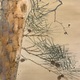 西村五雲 松下鴛鴦 8