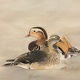 西村五雲 松下鴛鴦 10