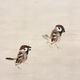 竹内栖鳳 野雀 7