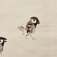 竹内栖鳳 野雀 8
