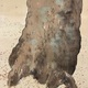 木島桜谷 霜渡 10