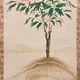 村上華岳 牡丹ニ蜂ノ図 6