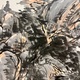 富岡鉄斎 山居放心図 10